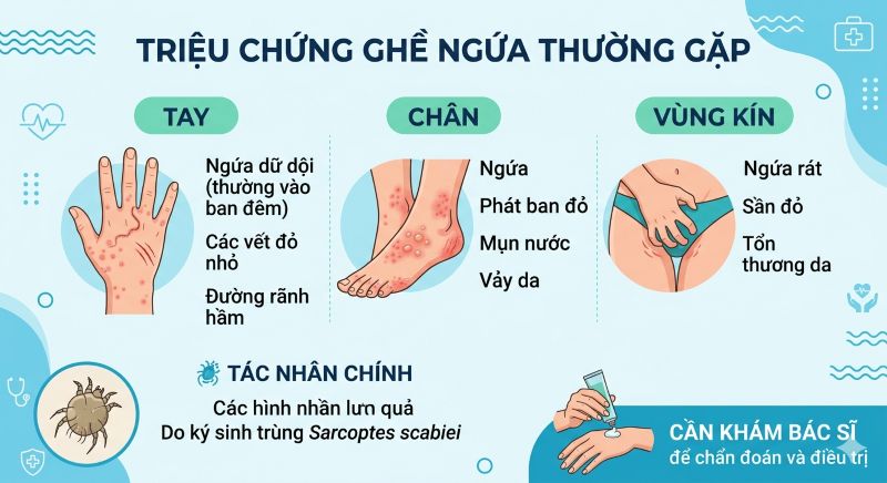 Triệu chứng ghẻ ngứa thường gặp ở tay, chân và vùng kín