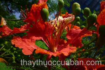 Hình ảnh phượng vĩ