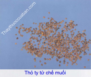 Hình ảnh vị thuốc thỏ ty tử chế muối